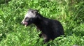 4k Curious young Raccoon Dog close up in grassland Video