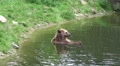 4k Bear refreshing in water at a hot summer day Video