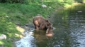 Two Brown Bears relaxing in water Video