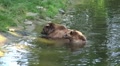Two Brown Bears refreshing and scratching in water Video