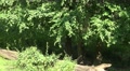 4k Lonesome wolf walking in shadow under trees Video