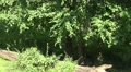 Lonesome wolf walking in shadow under trees Video