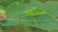 Common True Katydid (Pterophylla camellifolia) Nymph 2 Video