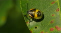 4K Green Stink Bug (Chinavia hilaris) Nymph 4 Video