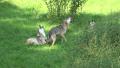 4k Howling wolves in grassy landscape at a sunny summer day Video