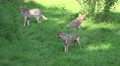 4k Playing Wolves in grassy landscape at a sunny day Video