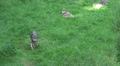 4k Running wolf in grassy landscape in direction camera Video