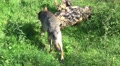 4k Wolf walking away from camera direction and sit on dead tree Video