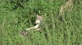 4k Wolf sitting on fallen tree and running away Video