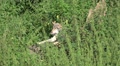 Wolf sitting on fallen tree and running away Video