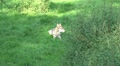 Wolves relaxing on a green meadow in grassy landscape Video