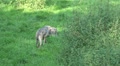 Friendly wolves in green grassy landscape Video