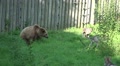 Wolves annoying a Brown Bear in a preserve Video