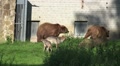Playing and running Wolves and Brown Bears together in preserve Video