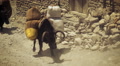 Black ox carrying supplies in Nepal. Video
