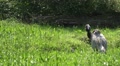 Common Crane cleaning his feathers on a meadow in the sun Video