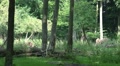 European Bisons horde on a grassland clearance in forest Video