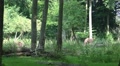 4k European Bisons hidden on a meadow in the forest Video