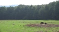 European Bisons relaxing on grassland Video