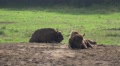 Relaxing European Bisons close up on a forest grassland Video