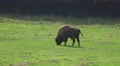 4k European Bison eating grass on a forest grassland Video