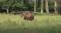 4k Proud European Bison walking on a forest grassland meadow Video