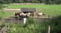 4k Wild Horses taking food at a domestic farmland Video