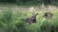 Elk - Moose with young baby calf resting in windy grassland Video