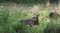 4k Elk - Moose with young baby calf resting in grassland Video