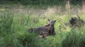 Elk - Moose with young baby calf resting in grassland Video