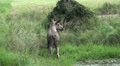4k Elk - Moose walking and eating in moory grassland pond Video