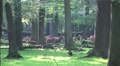 4k Red Deers horde in oak and beech forest at sunny summer day Video