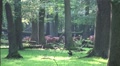 Red Deers horde in oak and beech forest at sunny summer day Video