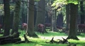 Zoom out Red Deers horde in oak and beech forest at sunny summer day Video