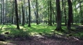 4k Zoom in sunny summer forest with Red Deers horde Video