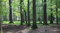 Red Deers horde in the deep of an oak and beech forest Video