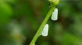 4K Northern Flatid Planthoppers (Flatormenis proxima) 1 Video