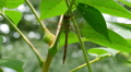 4K Common Green Darner (Anax junius) Male 1 Video