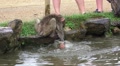 Baby Japanese Macaque Monkey Splashing In Pond Water HD Video