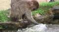 Baby Japanese Macaque Monkey Splashing In Pond Water Close Up HD Video