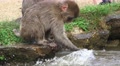 Baby Japanese Macaque Monkey Splashing In Pond Water Close Up 4K Video