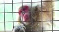 Japanese Macaque Monkey Climbing Gate Close Up HD Video