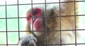 Japanese Macaque Monkey Climbing Gate Close Up 4K Video