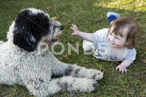 baby portuguese water dog