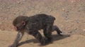 Baby Japanese Macaque Monkey Walking On Pavment 4K Video