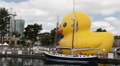 World's Largest Rubber Duck Video