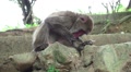 Japanese Macaque Monkey Picks At It's Leg While Sitting On Rock HD Video