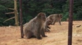 Japanese Macaque Monkeys Hang Out In Dirt 4K Video