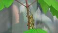 Romalea Guttata - Eastern Lubber Grasshopper Climbs Tree Infront Of Window HD Video