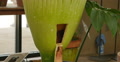 Corpse Flower 04 Carrion flower Huntington Botanical Gardens Video